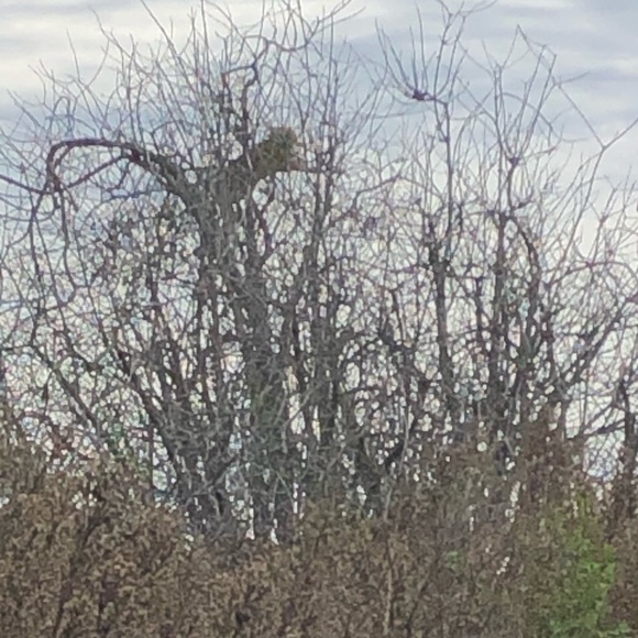 Adorkable AlleyCat - Picture 2 of 3